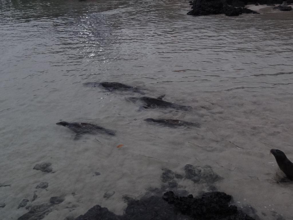 Paraiso De Isabela Puerto Villamil Zewnętrze zdjęcie