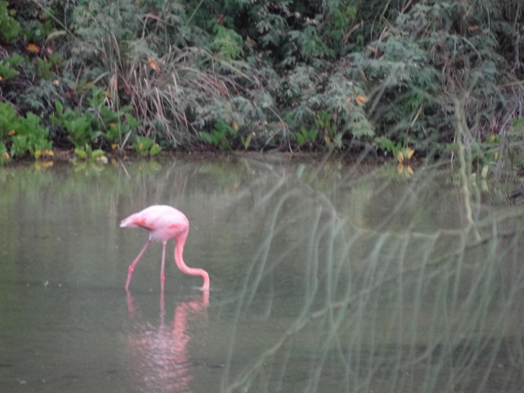 Paraiso De Isabela Puerto Villamil Zewnętrze zdjęcie